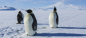 Antarctica_Movie2.jpg